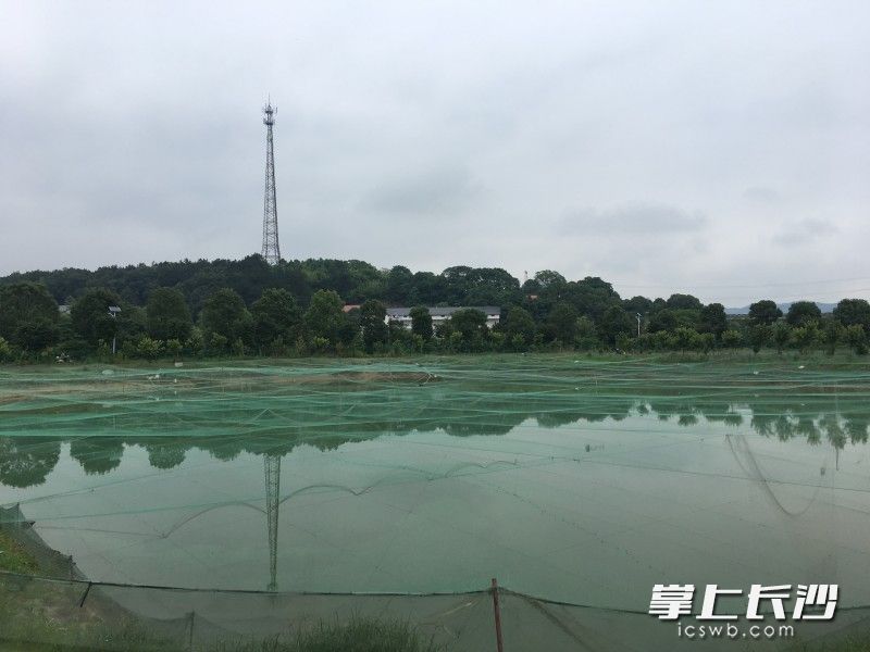 新开辟的水塘蓄势待发。长沙晚报全媒体记者 洪虹 摄