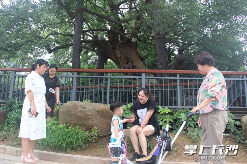 400岁老樟树亭亭如盖，被称为雨花区”树王“，居民们经常来树下休闲。 长沙晚报通讯员  刘漫 摄