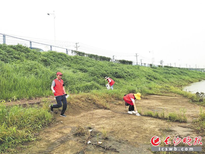 　体育新城社区的党员和志愿者在浏阳河边清理白色垃圾、枯枝和杂草。　　长沙晚报通讯员 杨小梅 摄