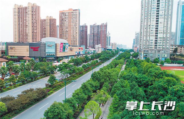 星沙城区道路两旁绿树成荫。除署名外均为长沙晚报全媒体记者 邹麟 摄