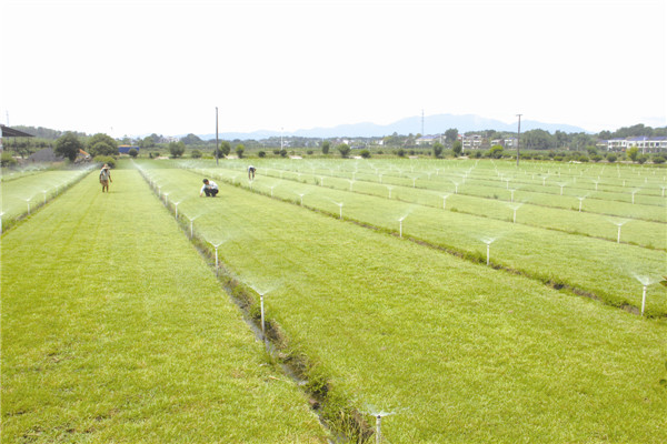 景色大地草业基地让村民和村级集体经济双增收。（资料图片）