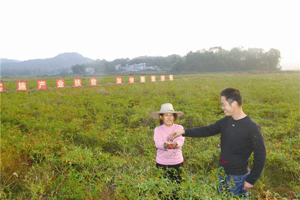 朝天椒基地就业扶贫片区每天出货500多公斤，让村级集体经济迈出坚实步伐。