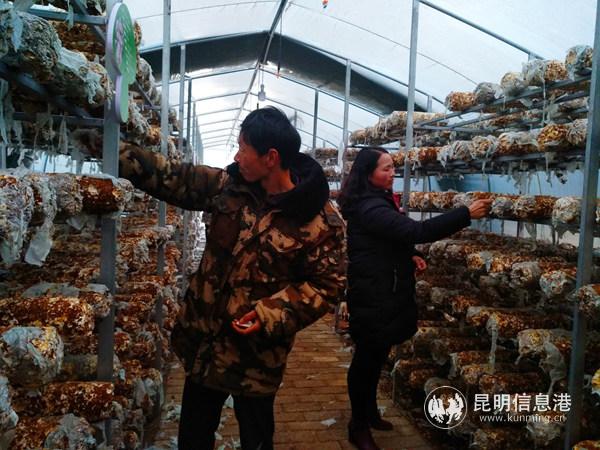李德东在食用菌大棚里工作。记者江枫/摄