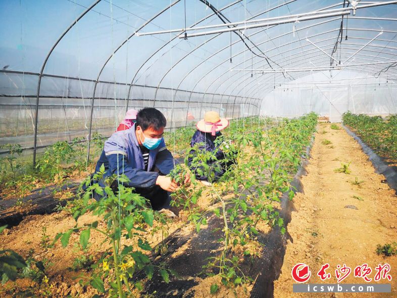 望城区绿地生态农庄的圣女果大棚里，技术员何文平和工人正细心地为每一朵小黄花授粉。 均为长沙晚报全媒体记者 朱华 摄