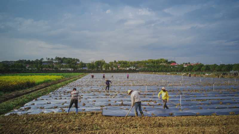 长沙县春华镇湖南宇田农业股份有限公司蔬菜基地600亩的速生叶类菜田里，20多名农人在紧张劳作。长沙晚报全媒体记者王志伟摄