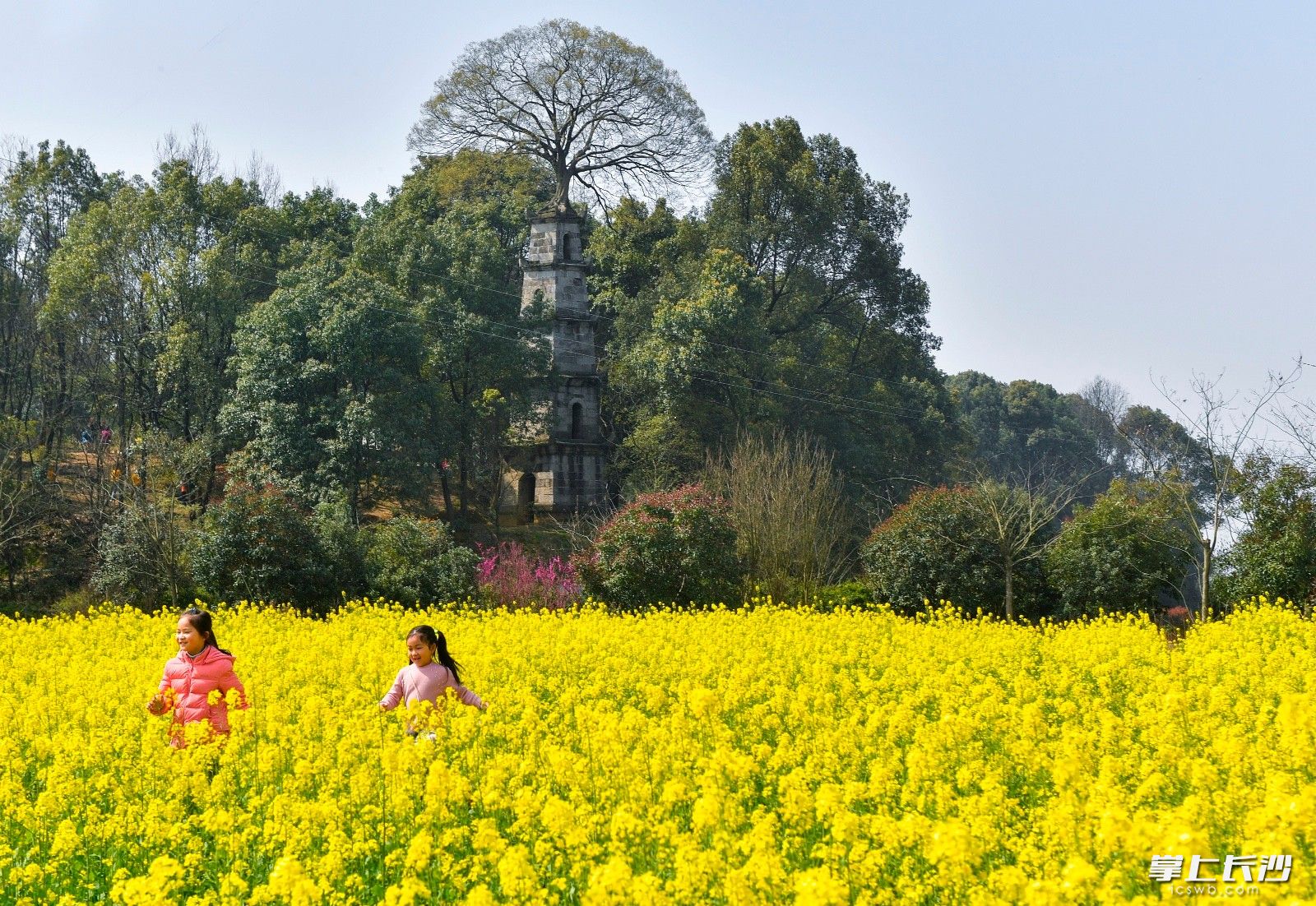 两位小朋友正在油菜花海里自由的奔跑。全媒体记者 邹麟 摄