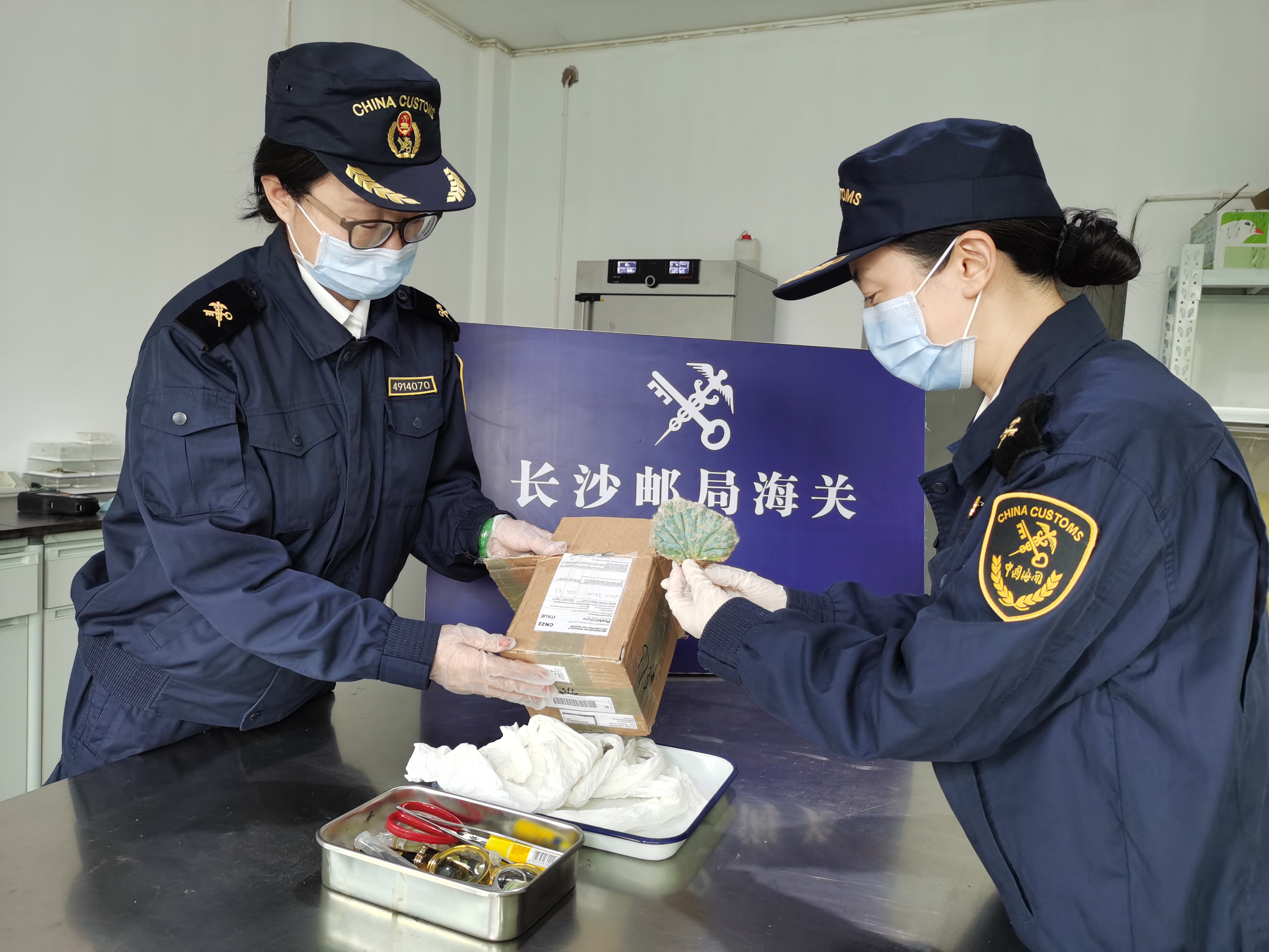 3月23日长沙邮局海关截获濒危活体植物佛塔柱。