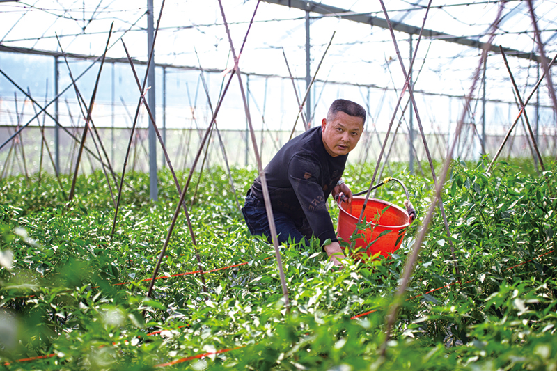 每天有3500公斤蔬菜送往市场，汤良球在忙着采摘。