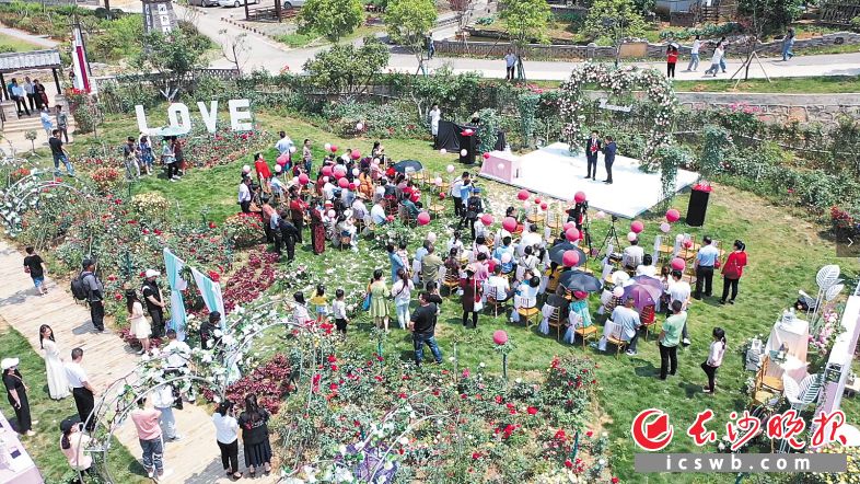 一场以“玫瑰恋人情定湘都”为主题的宁乡首场户外婚礼直播点击量高达40万+。长沙晚报全媒体记者 贺文兵 通讯员 罗丹 摄影报道