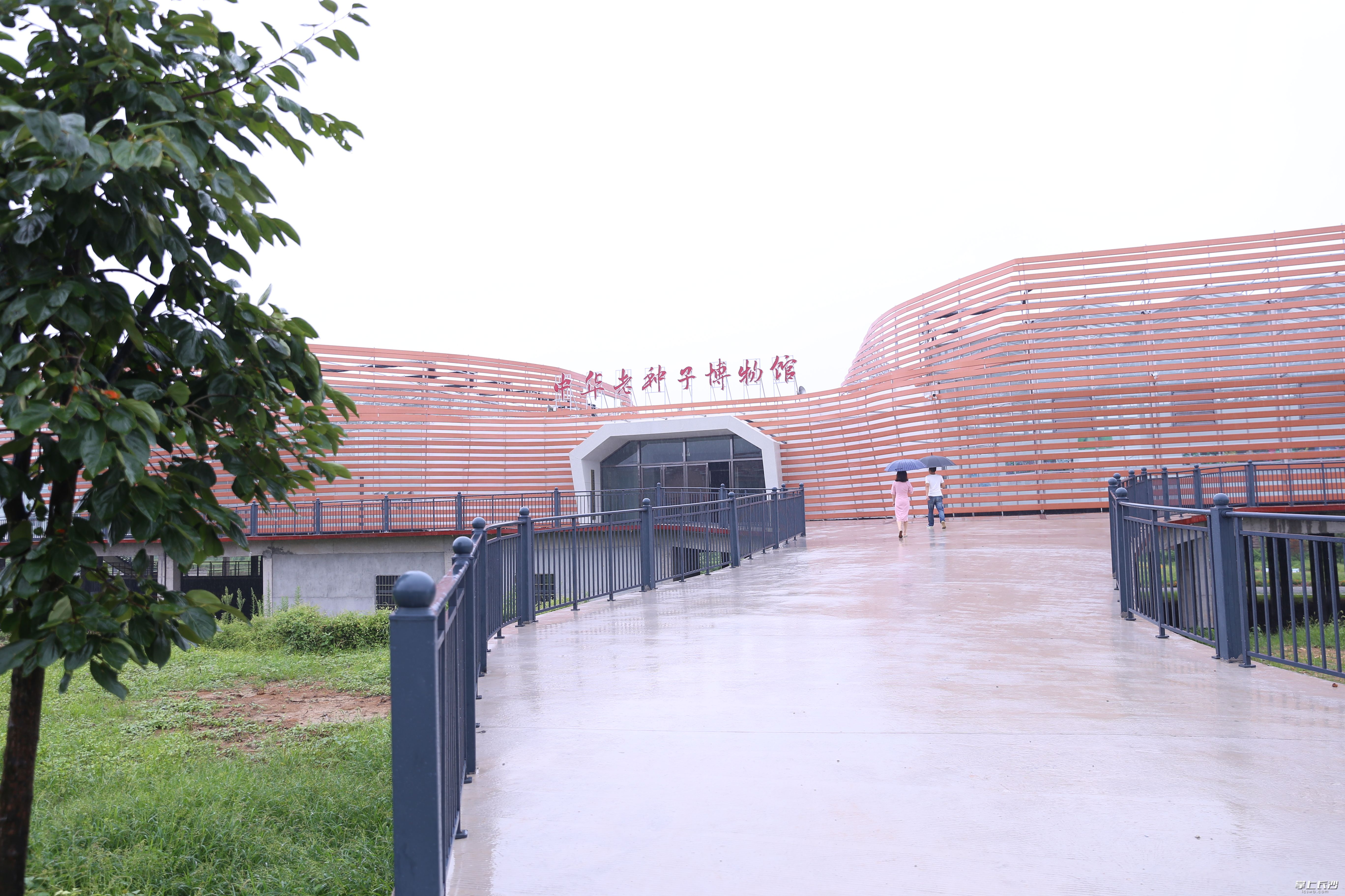 中华老种子博物馆于今年“五一”期间开馆，目前展示老种子800多个品种。均为长沙晚报全媒体记者 颜开云 摄