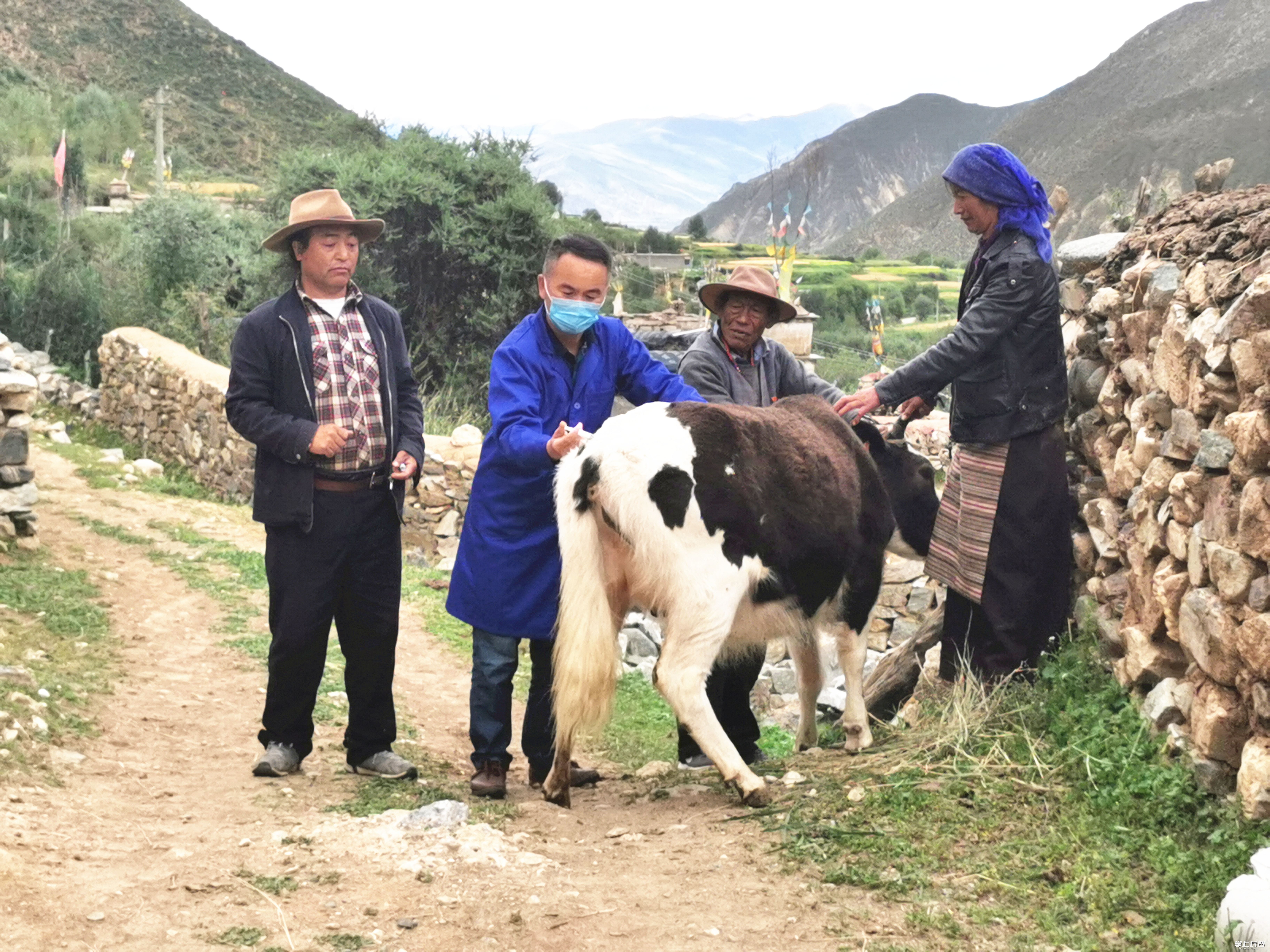 伍国强首次在山南地区推广牛尾采血法等先进的兽防技术，助力拉萨贡嘎机场设立检疫监督点，为当地培养了一大批年轻的藏族兽医。