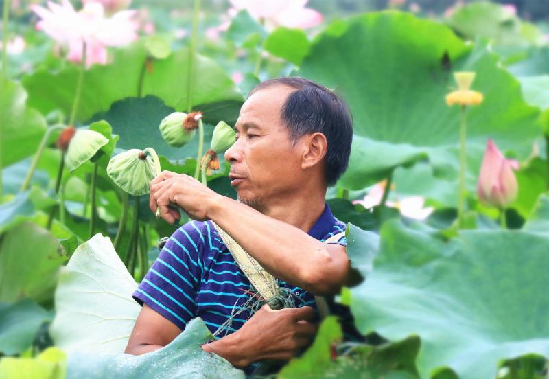 时下正是莲蓬采摘季节，58岁的建档立卡贫困户何定仁挎着麻袋在荷塘里忙着采摘莲蓬。李紫薇摄