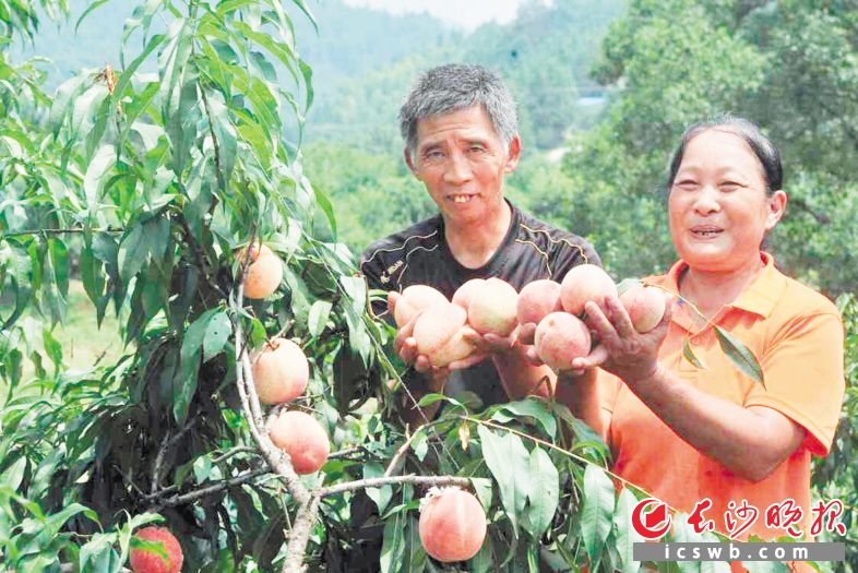 桃子丰收了！浏阳市大围山镇东门村“水果大户”涂传统和妻子廖阳秀笑得非常开心。长沙晚报全媒体记者 贺文兵 摄