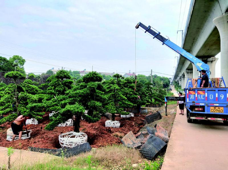 楠洲村的园艺场完成建设，进入苗木移栽阶段。柏加镇政府供图