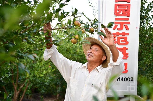 △在信阳市光山县司马光油茶园，务工农民查看油茶果生长状况。