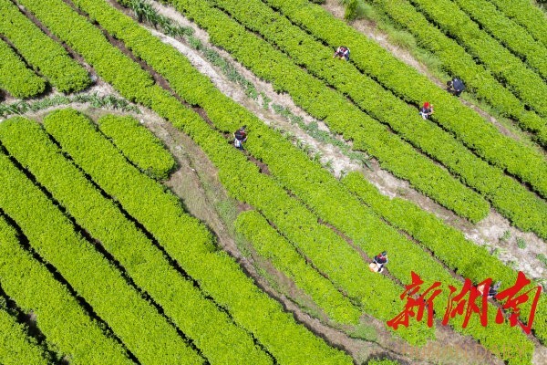 7月3日，常宁市塔山瑶族乡，瑶胞在采摘夏茶。近年，该乡种植高山有机茶4.5万亩，带动1200余名贫困劳动力人均年增收5000元以上。成俊峰 摄