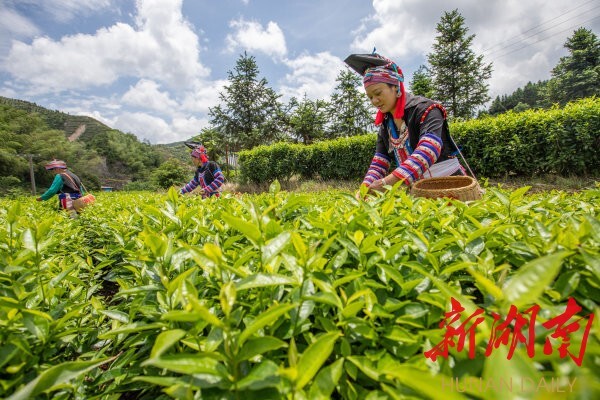 7月3日，常宁市塔山瑶族乡，瑶族同胞在采摘夏茶。近年，该乡把茶业作为农业支柱产业发展，种植高山有机茶4.5万亩，带动1200余名劳动力人均增收5000元以上，全乡510户贫困户均通过土地流转、劳务用工、入股分红等形式增收。 成俊峰 摄