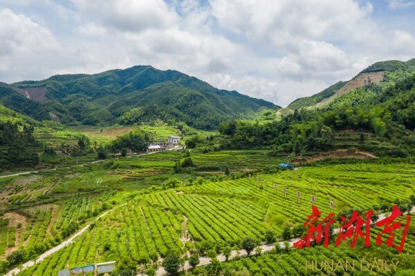 近年，常宁市塔山瑶族乡把茶业作为农业支柱产业发展，种植高山有机茶4.5万亩，带动1200余名劳动力人均增收5000元以上，全乡510户贫困户均通过土地流转、劳务用工、入股分红等形式增收。 成俊峰 摄