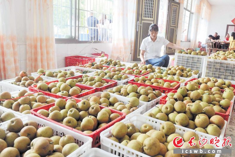 喜迎大丰收，果农吴伏珍正在精心挑选大围山黄金梨。