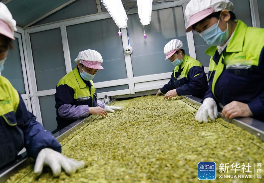 在黑龙江赛美有机食品有限公司的生产车间，工作人员在进行生产作业（4月16日摄）。新华社记者王建威摄
