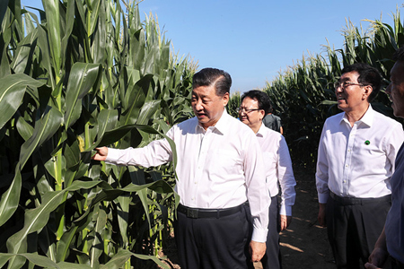 2020年7月22日至24日，中共中央总书记、国家主席、中央军委主席习近平在吉林省考察。这是7月22日下午，在四平市梨树县国家百万亩绿色食品原料（玉米）标准化生产基地核心示范区地块，习近平走进玉米地，察看玉米长势。 新华社记者 王晔摄