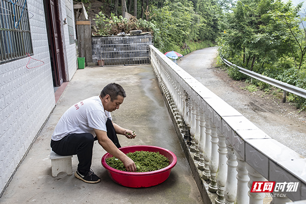 蒋爱文仔细清理摘下来的山胡椒，为保证熬制出来的山胡椒油纯度高，这个工序省不了。