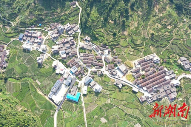 7月23日，俯瞰被茶园“包围”的汝城县泉水镇旱塘瑶族村。30年，3任村党支部书记接力，旱塘村“小茶树”成为脱贫致富大产业。罗徽 摄
