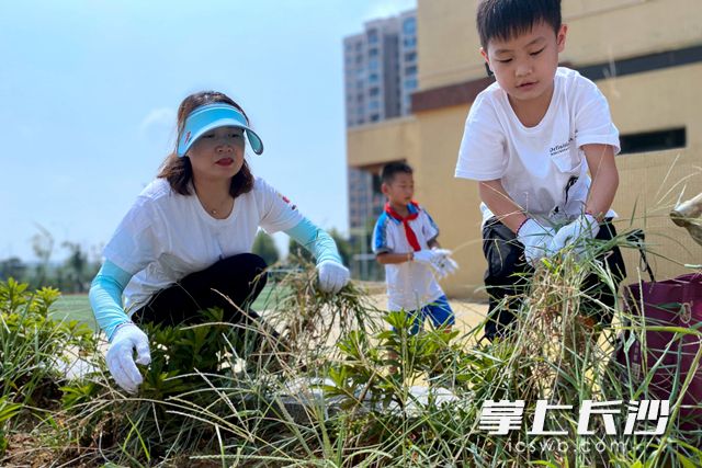 明华小学将“劳动”的主题融入开学第一课，全校师生带上白手套进行美化校园的劳动，除草、扫地、托运垃圾等。通讯员 供图