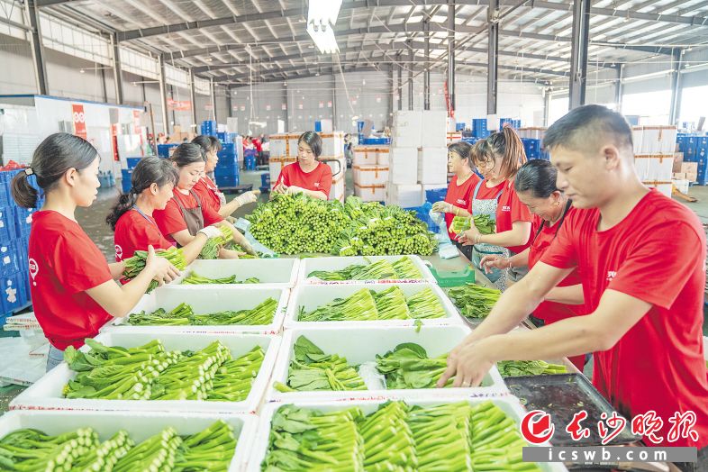 兴盛优选工作人员正在分拣商品