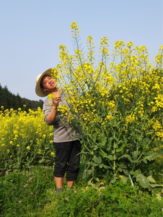 沈昌健创立的湖南省临澧县杂交油菜太空育种基地，拥有高产油菜示范片2000多亩。（沈昌健供图）