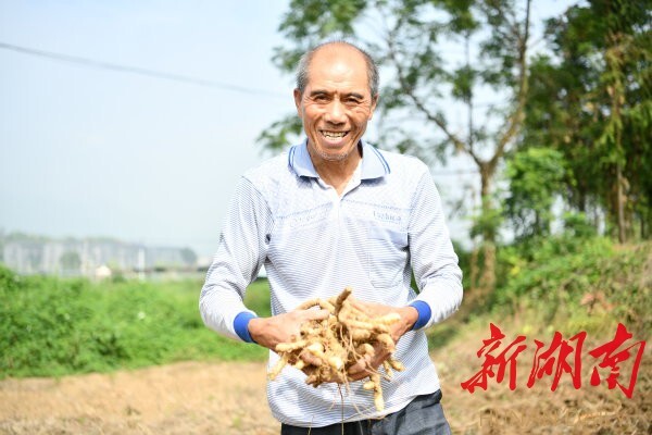 9月16日，常宁市西岭镇石山村村民张照枋手捧丰收的尾参，笑容满面。钱辉 摄