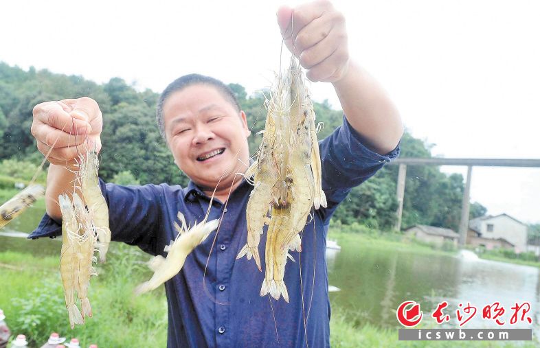 个个虾线分明、膘肥体壮，虾农杨光炫的基地传来丰收喜讯。长沙晚报全媒体记者 贺文兵 拍摄