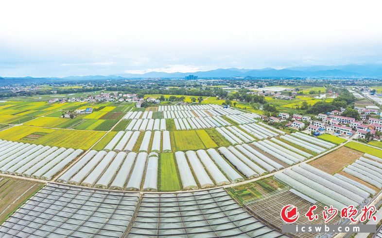 沿溪是长沙市万亩蔬菜核心示范区所在地，全镇蔬果种植面积1.1万亩。照片均为长沙晚报全媒体记者 陈飞 摄
