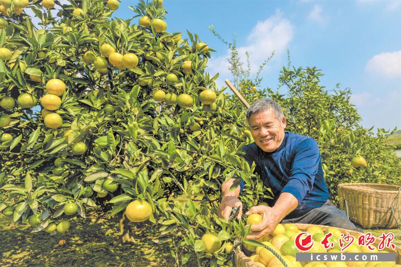 左家山村柑橘大丰收，该村上垅组70岁橘农正在开心摘果。长沙晚报全媒体记者 陈飞 摄