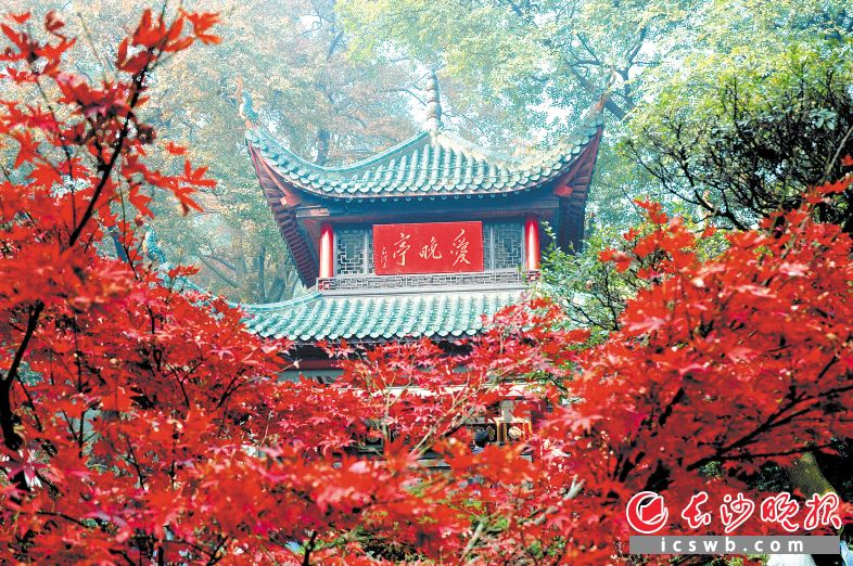 爱晚亭是中国亭台建筑的经典之作，也是先辈们探求革命真理的历史见证。岳麓区融媒体中心 供图