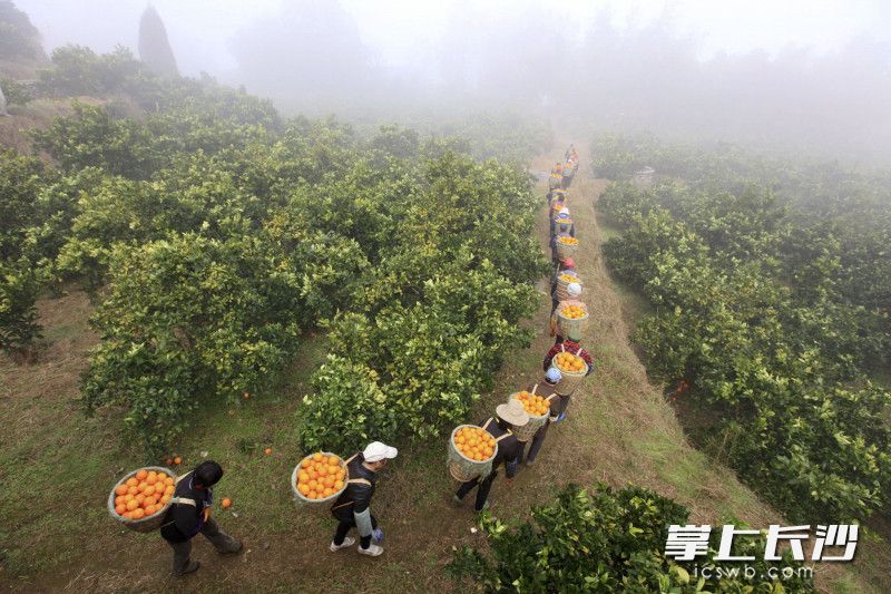 对接长沙市场，龙山每年在长沙举行农产品推介会，龙山脐橙产业的发展帮助了当地农民脱贫致富。长沙晚报全媒体记者 李锋 摄