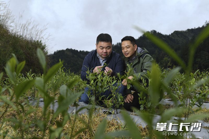 在红岩溪镇比沙社区黄金茶种植基地，来自宁乡经开区帮扶队队长潘敏正和基地茶农宋道旺察看茶树的长势。2018年，在宁乡经开区帮扶队的工作下，红岩溪镇引进了3000亩黄金茶的种植。长沙晚报全媒体记者 黄启晴 摄