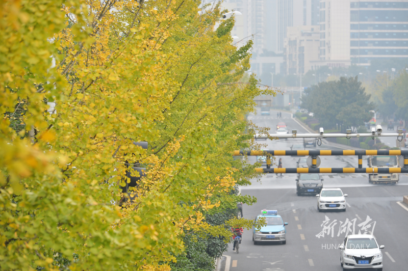 10月29日，长沙市开福区福元西路沿线的银杏树叶一片金黄。入秋以来，城区一些公园里、道路旁的银杏、红枫等树木纷纷由绿变黄、由绿转红，多彩秋色带给市民美妙的视觉享受。 湖南日报记者 李健 摄