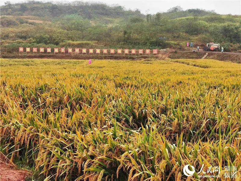 衡南双季晚稻试验示范基地。马翠鲜 摄