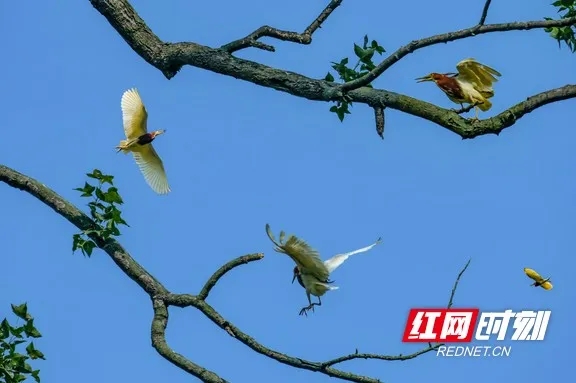 芷江三道坑山清水秀引鸟来。