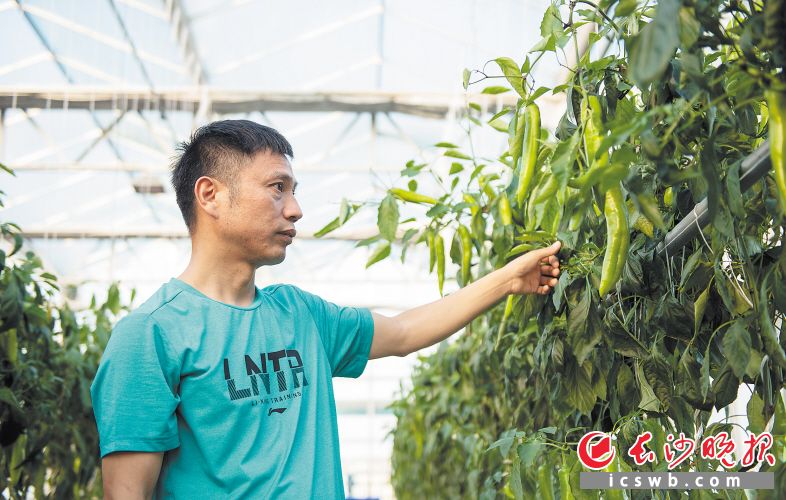 李东平查看温室辣椒生长情况。均为长沙晚报全媒体记者 邹麟 摄