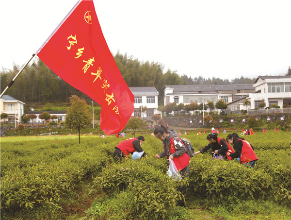 宁乡市新时代文明实践中心组织志愿者开展助企采茶志愿服务。
