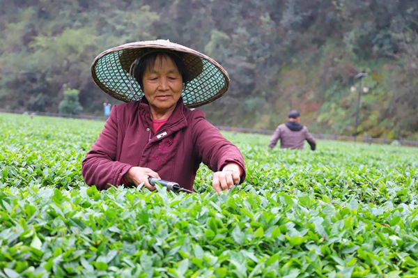 图为湖南省沅陵县界亭驿村茶农在修剪茶树。（人民网记者李源摄）