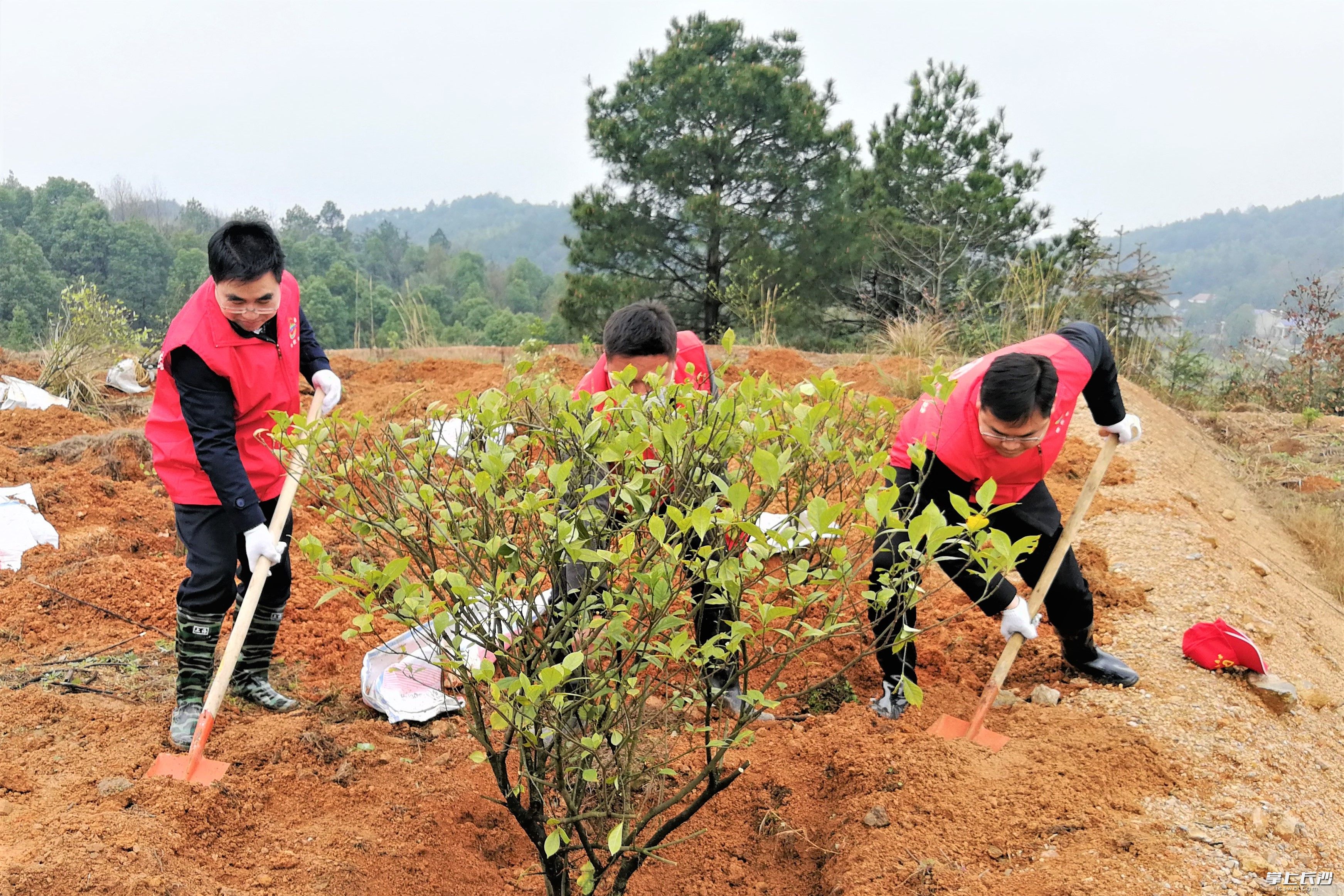 宁乡市喻家坳乡志愿者来到太平山村的荒山坡，挥汗种下栀子花，助力喻家坳乡打造“栀子小镇”。长沙晚报全媒体记者 张禹 摄