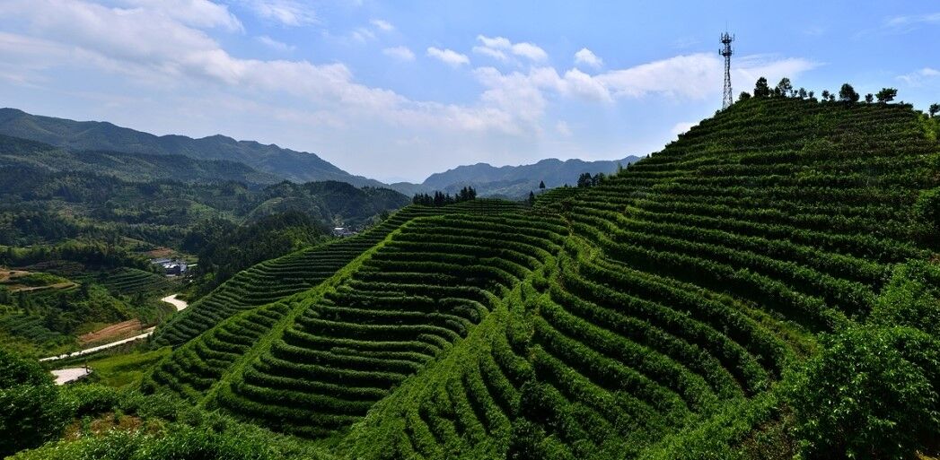 宁乡市沩山乡茶叶基地