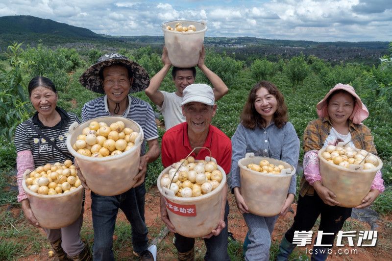 ▲12月14日，拼多多推出农产品“原产地直发”，将不断完善原产地直发的农产品上行模式，助力区域公用品牌建设，助推乡村振兴。此前，在拼多多的销售带动下，云南石林县的人参果由“小水果”发展成了大产业。（穆功 摄）