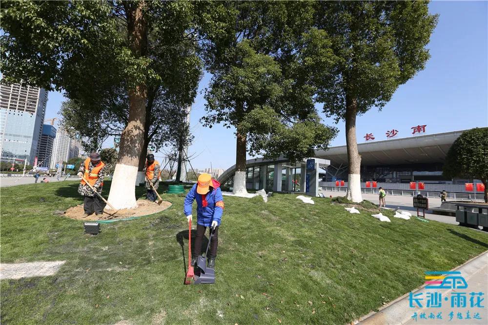 新变化之二：红旗路互通绿化绿量增多，整体上不断线