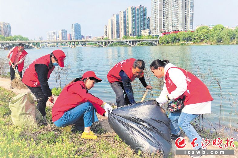玉潭街道志愿者携手净滩，为扮靓宁乡母亲河——沩江贡献一份力量。彭威 摄