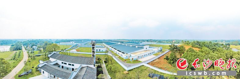 宁乡市双江口镇是国家农业产业强镇示范镇、长沙市乡村振兴示范镇。在该镇槎梓桥村，一个年出栏花猪5万头的现代化养猪场已经建成。长沙晚报全媒体记者 陈飞 摄