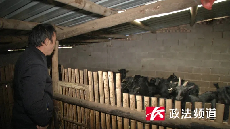 何善良正在清点羊群，丢失的28只黑山羊让他心痛不已。